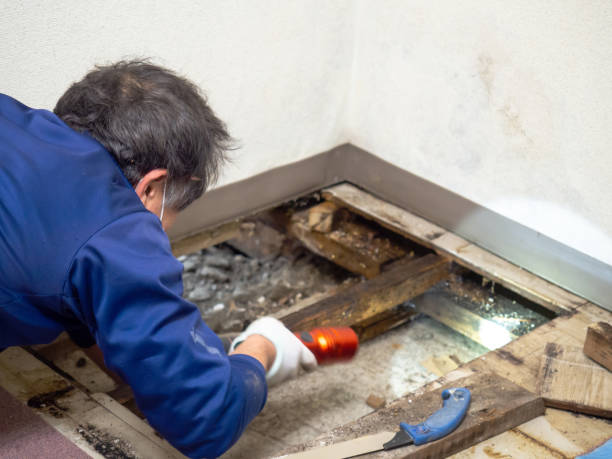 Best Residential Mold Remediation in Park City, MT