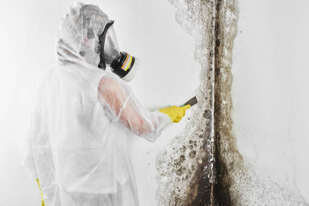 Best Preventive Mold Services in Park City, MT
