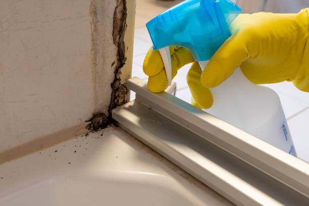Best Insurance-Related Mold Remediation in Park City, MT