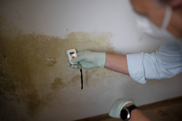 Best HVAC Mold Remediation in Park City, MT