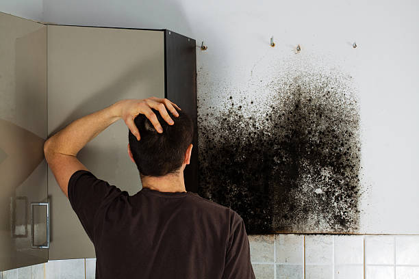 Best Post-Flood Mold Remediation in Park City, MT